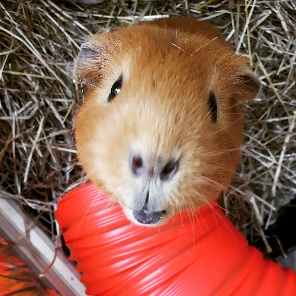 A cute guinea pig looking at the camera