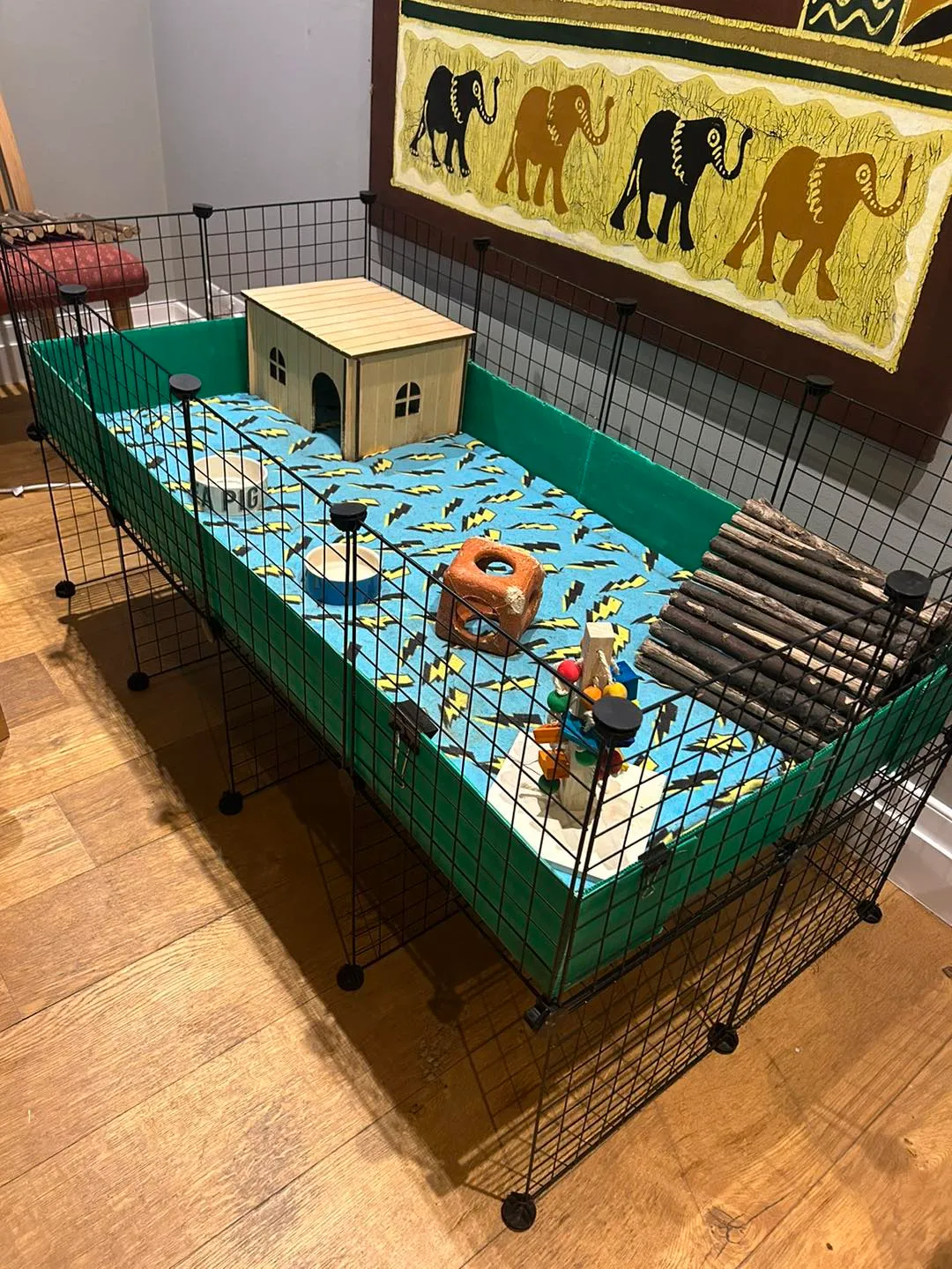 A guinea pig