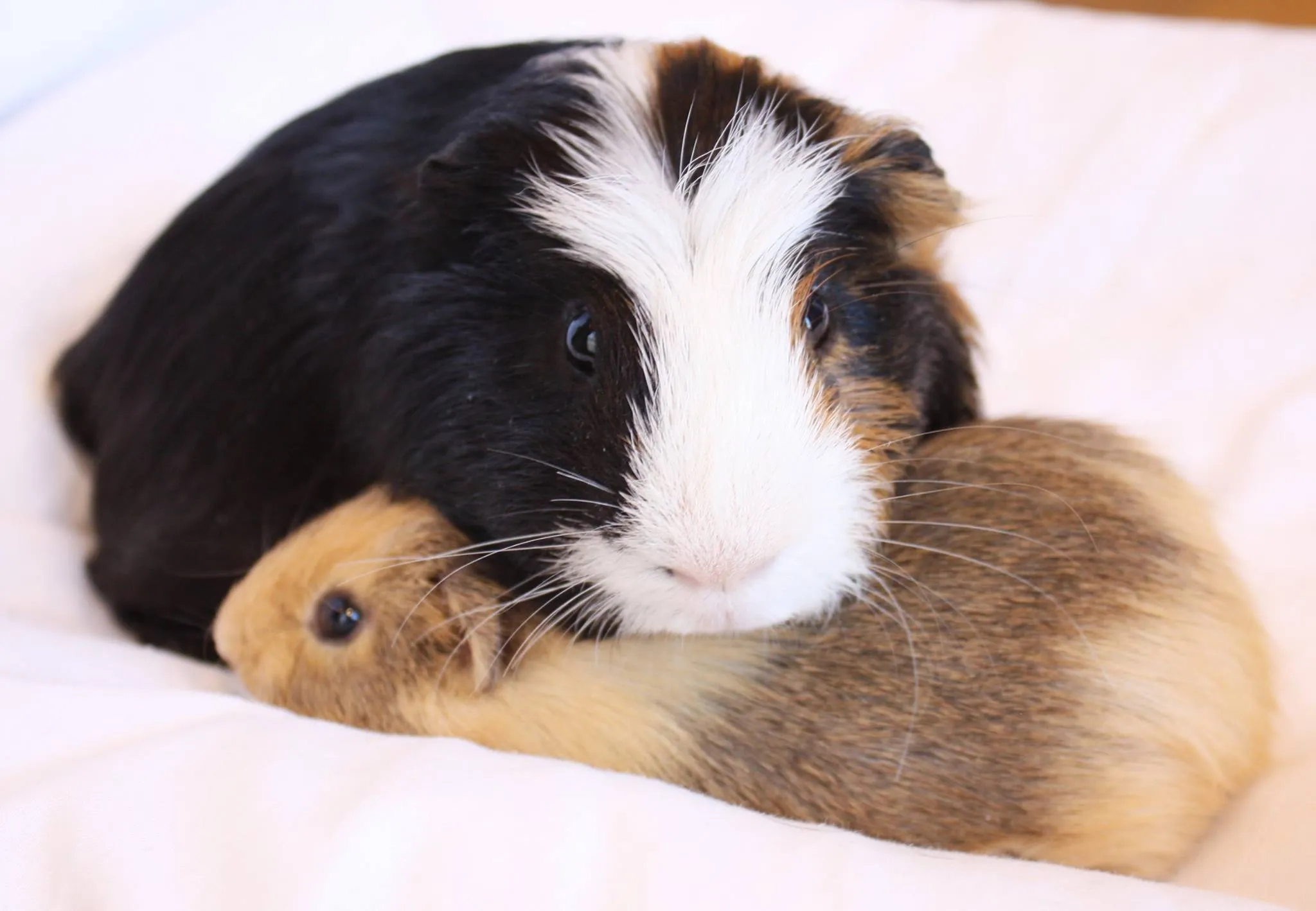 A guinea pig