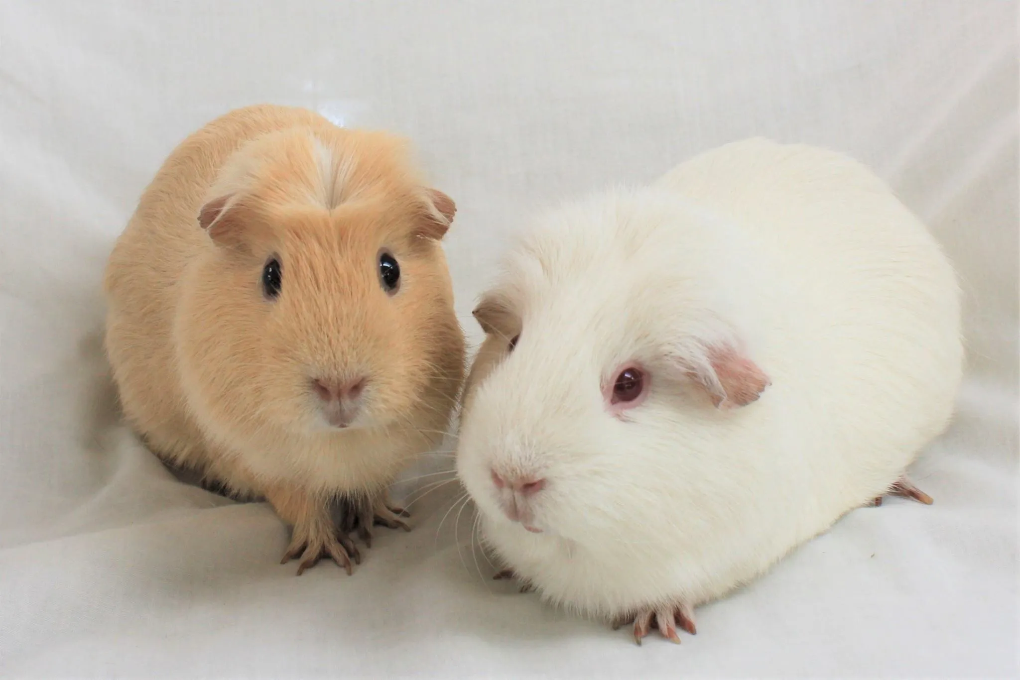 A pair of guinea pigs posing for the camera