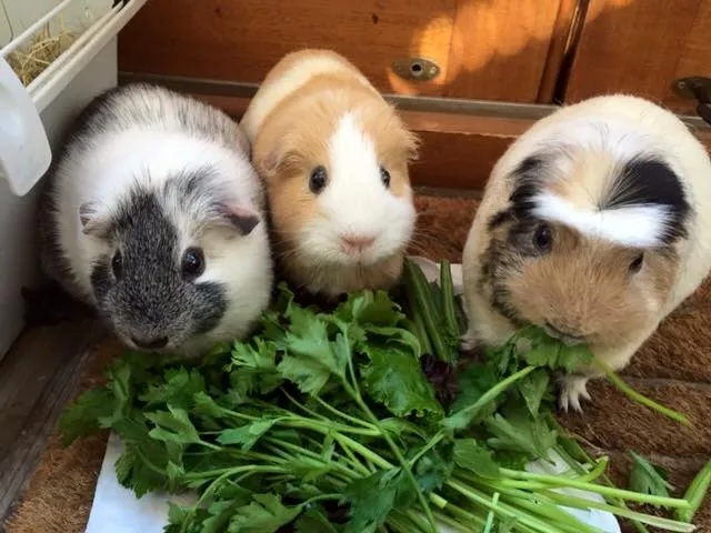 A group of three friendly guinea pigs