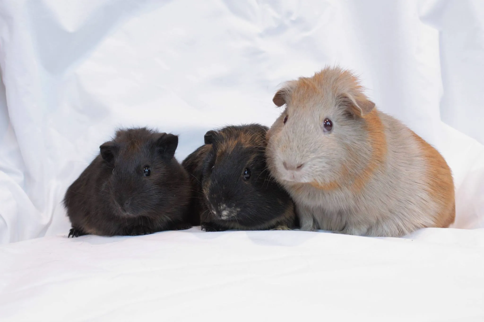 A guinea pig